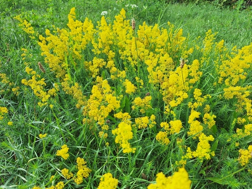 Lady's Bedstraw