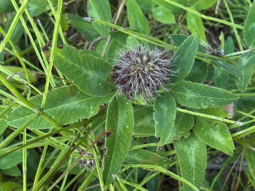 Zigzag Clover