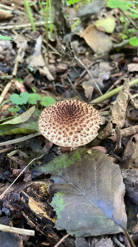 Freckled Dapperling