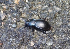 Carabus monticola