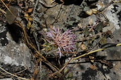 Centaurea raphanina mixta
