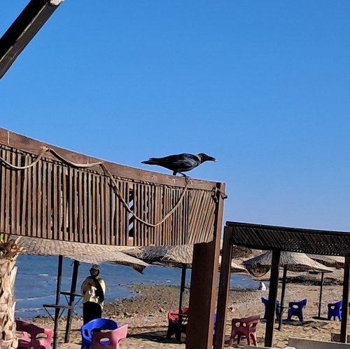 House Crow