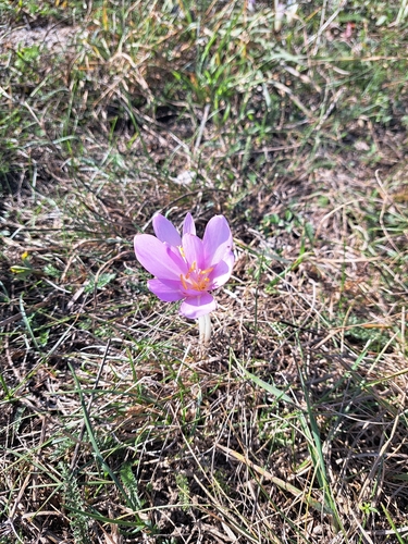 Autumn Crocus