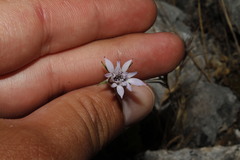 Pterocephalus plumosus