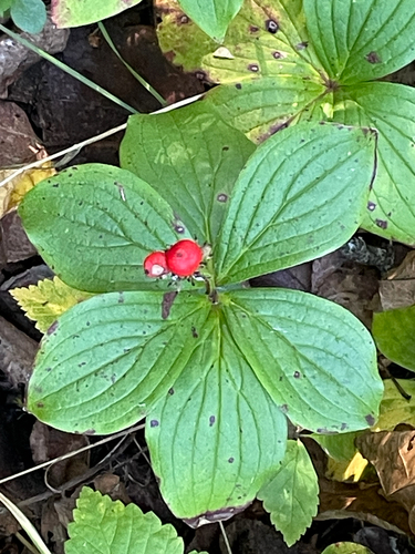 Canadian bunchberry
