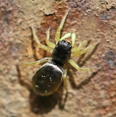 Heliophanus flavipes