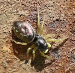 Heliophanus flavipes