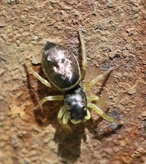 Heliophanus flavipes