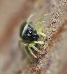 Heliophanus flavipes