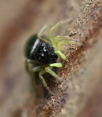 Heliophanus flavipes