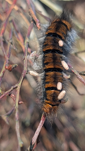 Fox Moth
