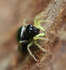Heliophanus flavipes