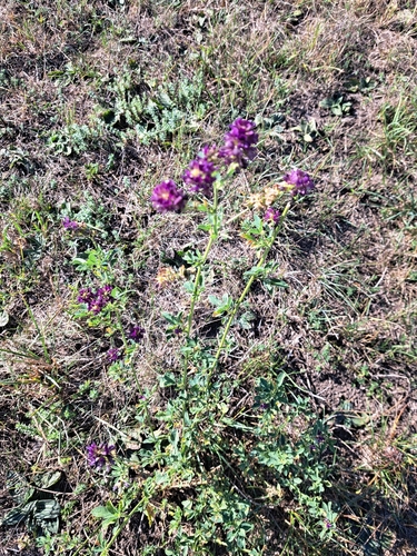 Alfalfa