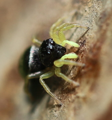 Heliophanus flavipes