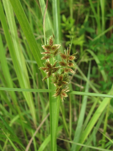 Cyperus sanguinolentus observed 2026-08-25