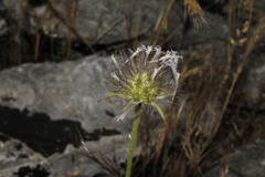 Pterocephalus plumosus