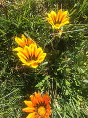 Gazania
