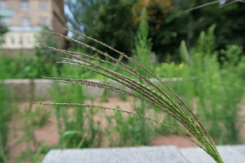 Digitaria sanguinalis, photograph 5