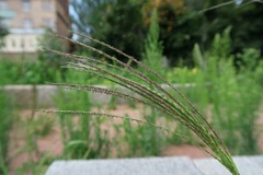(c) Tatyana Sova, some rights reserved (CC BY) Digitaria sanguinalis, photograph (c) Tatyana Sova, some rights reserved (CC BY)
