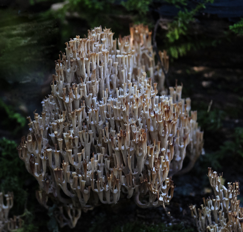 crown-tipped coral fungus