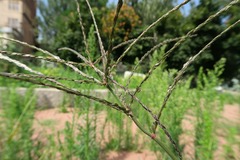 Digitaria sanguinalis, photograph (c) Tatyana Sova, some rights reserved (CC BY)