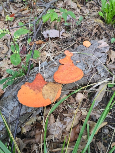 Northern Cinnabar Polypore