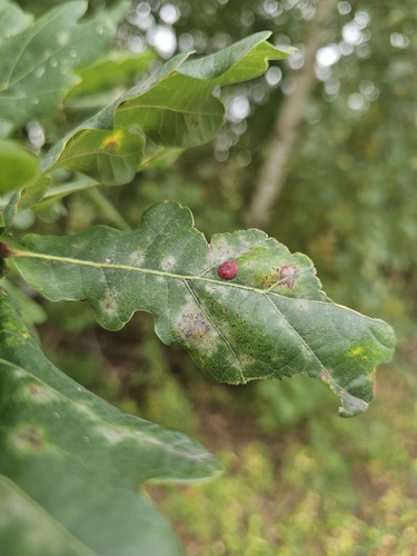 Smooth Spangle Gall Wasp