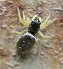 Heliophanus flavipes