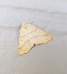 Tetracis jubararia