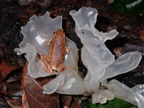 Microhyla heymonsi observed 2026-09-19