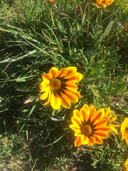Gazania