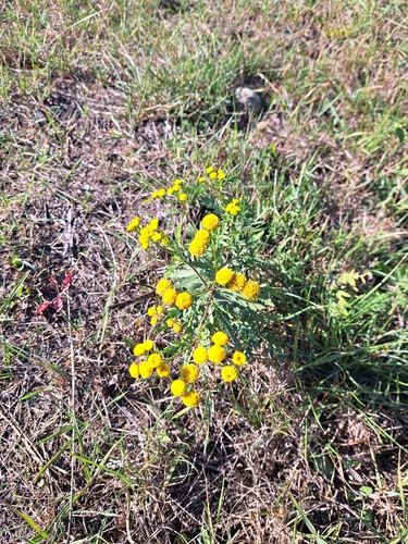 Common Tansy