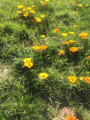 Gazania