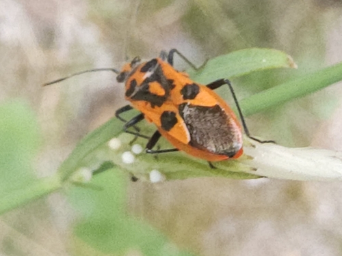Spotted Firebug