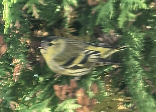 Eurasian Siskin