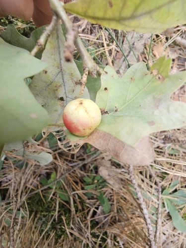 Cherry Gall Wasp