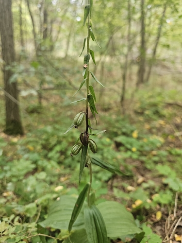 Broad-leaved helleborine