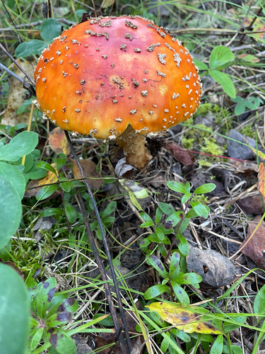Fly Agaric