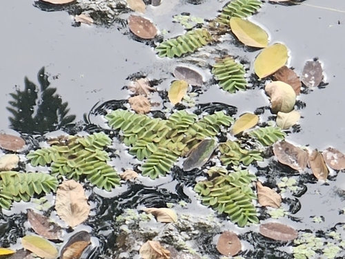floating fern