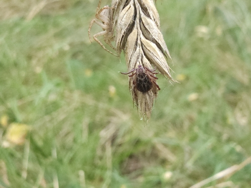 Ornate Cow Tick