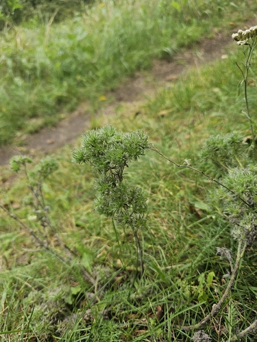 blueweed gall mite