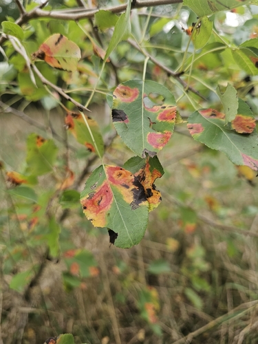 Pear Rust