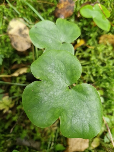 Liverleaf
