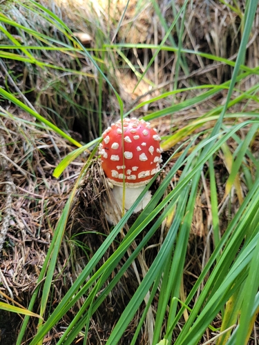 Fly Agaric