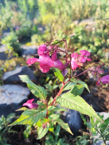 Himalayan balsam