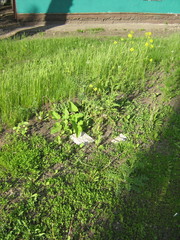 Sisymbrium loeselii