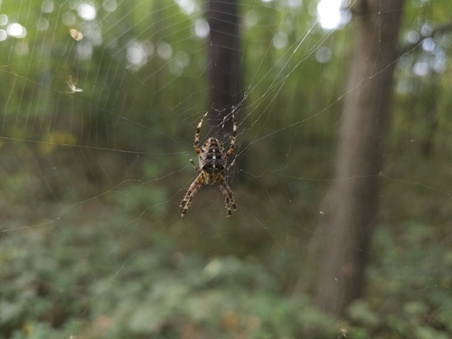 Cross Orbweaver