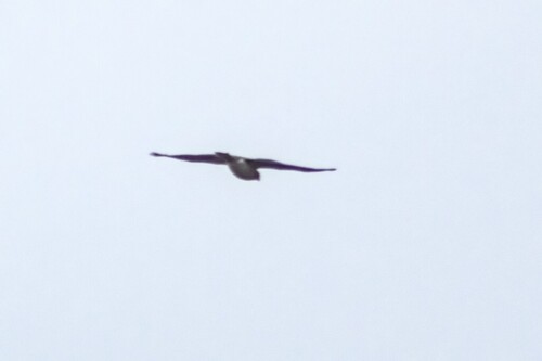 Eurasian Sparrowhawk