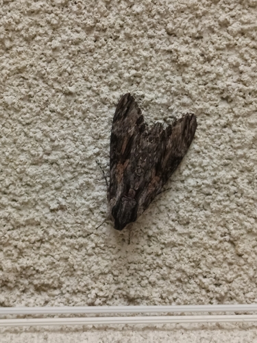 Convolvulus Hawkmoth