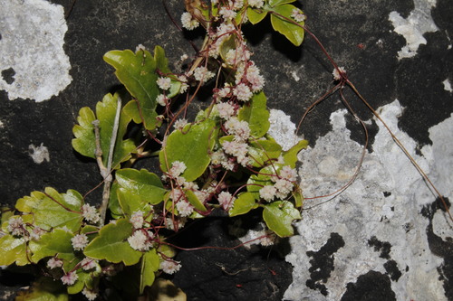 Palestijnse wrakwinde (Cuscuta palaestina)